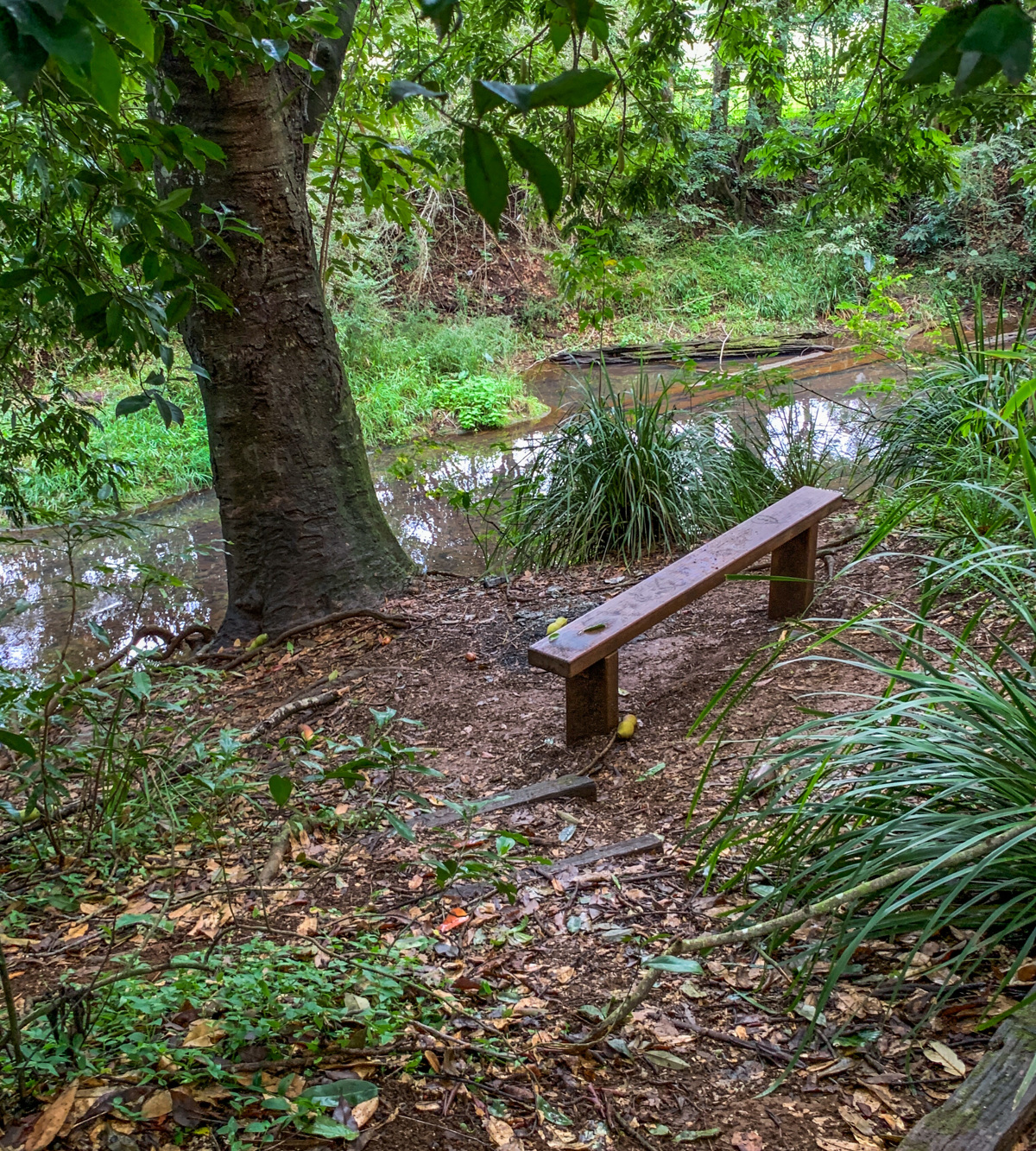 Maleny Boardwalk Platypus Walk Adventure Sunshine Coast